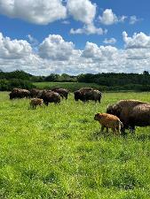 30. maj 2024: Tur til bisonfarm